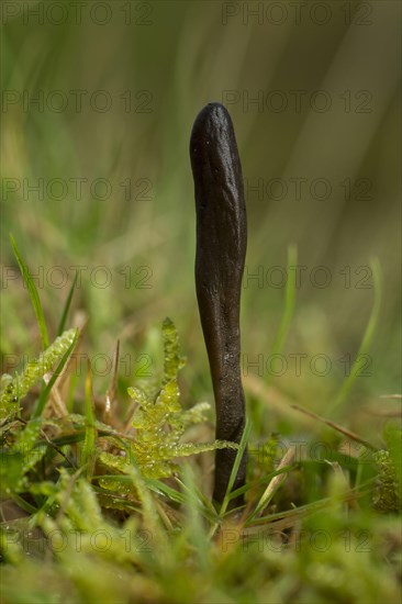 Black Earth-tongue