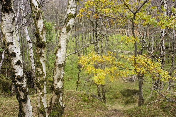 Warty birch