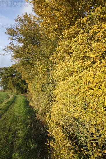 Leaves of field maple