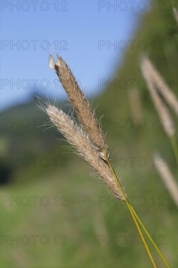 Meadow foxtail