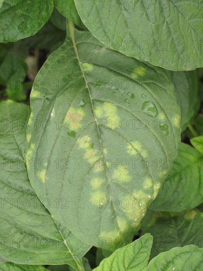 Bent-back amaranth