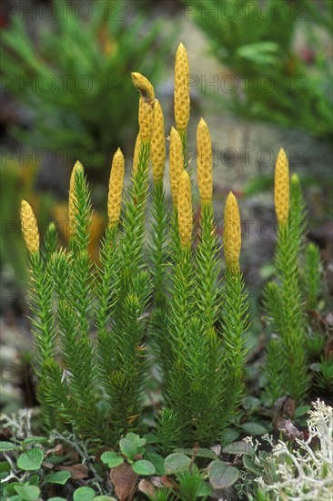 Bristly club-moss