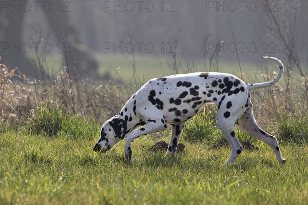 Dalmatian sniffing in the field