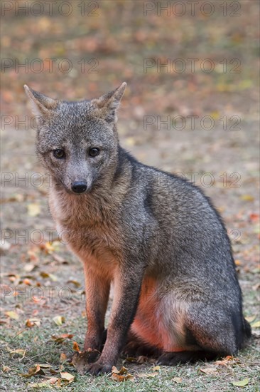 Crab-eating fox