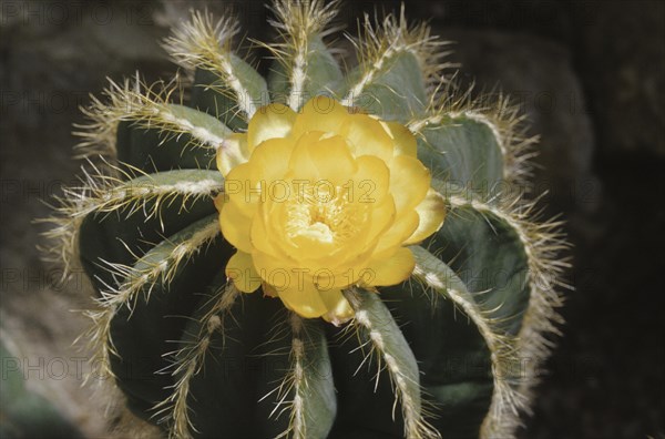 Balloon cactus