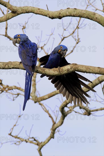 Hyacinth Macaw