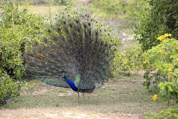 Indian peafowl