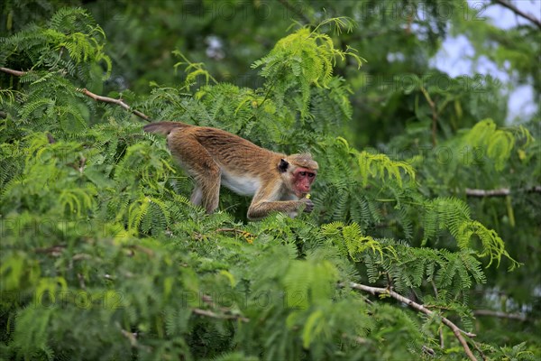 Toque macaque