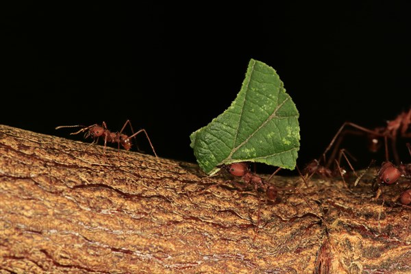 Leafcutter ant