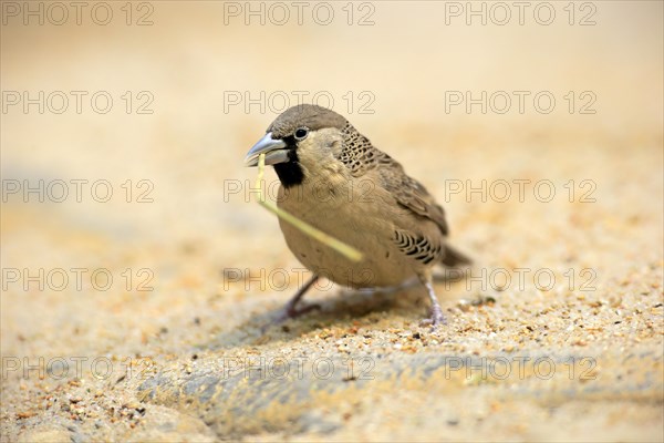 Sociable Weaver