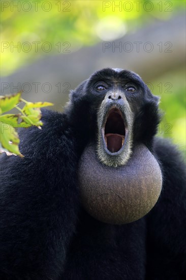 Siamang