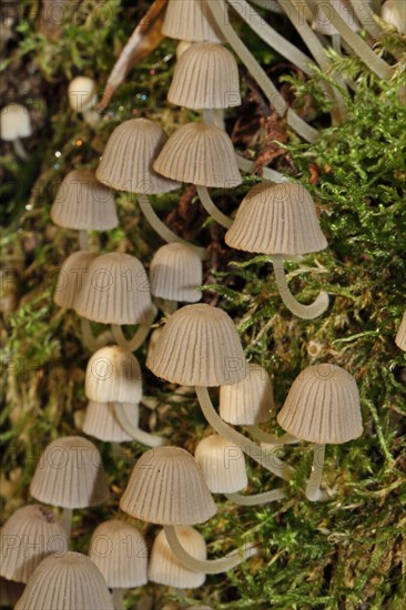 Fairy Ink Cap