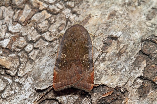 Langmaid's Yellow Underwing Moth