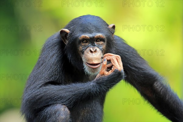 Chimpanzee