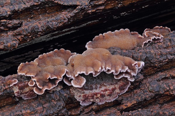 Purple layer fungus