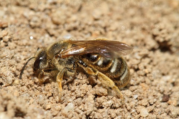 Common sand bee