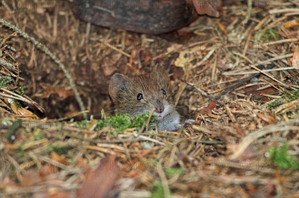 Red-backed vole