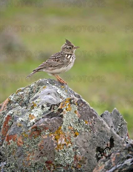 Thekla lark