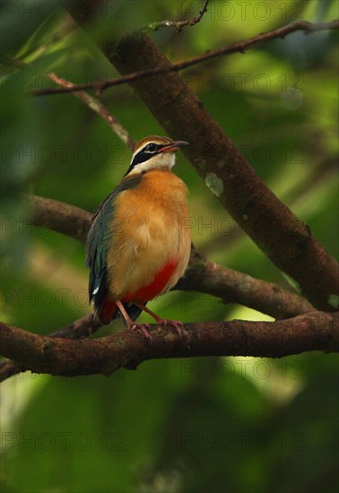 Indian Pitta