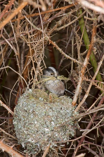 Long-tailed tit