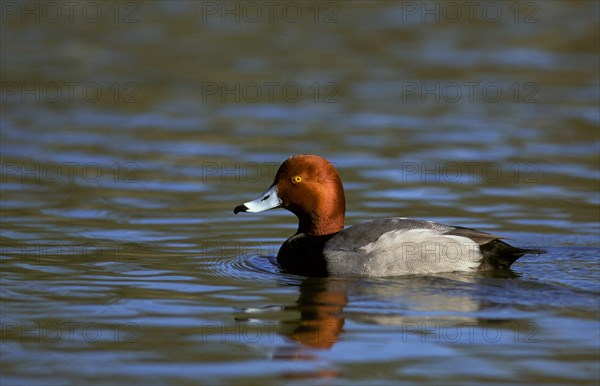 Red-headed Duck