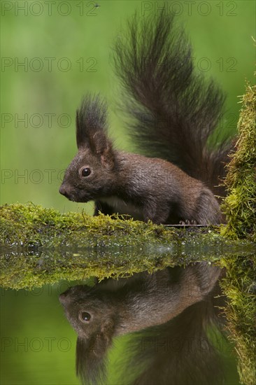 Eurasian Red Squirrel