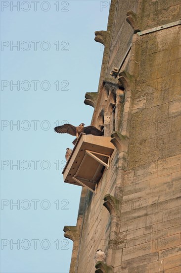 Peregrine falcon