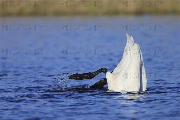 Adult whooper swan