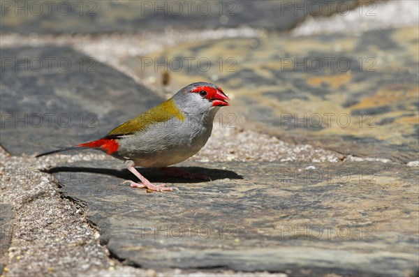 Red-browed Finch