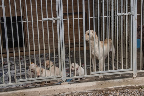 Yellow Labrador bitch with 5-week-old puppies in free-range husbandry