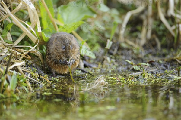 Eastern vole