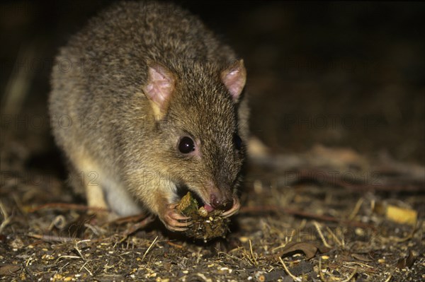 Brush-tailed Rat Kangaroo