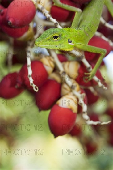 Green crested lizard