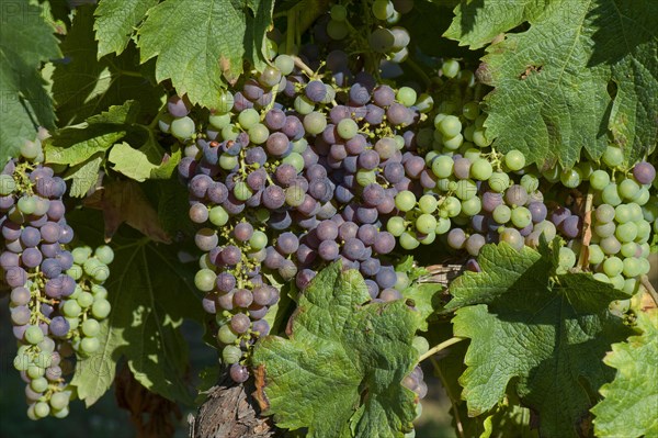 Dried deposit of a sprayed fungicide on fruit grapes and on the leaves of a grapevine
