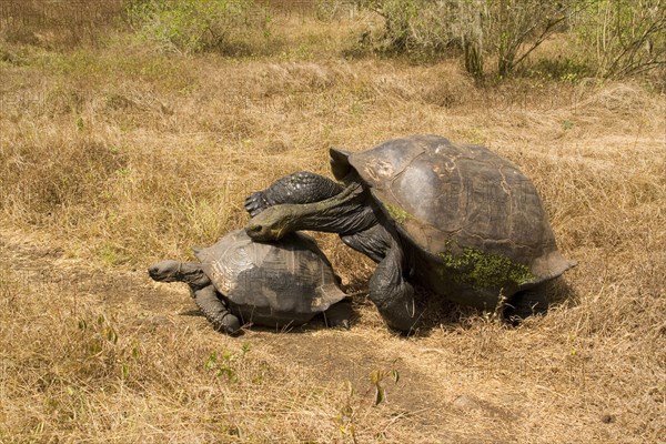 Testudo elephantopus porteri porteri porteri