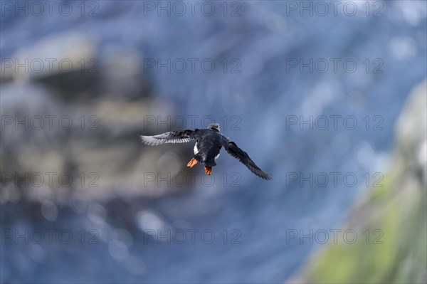 Puffin