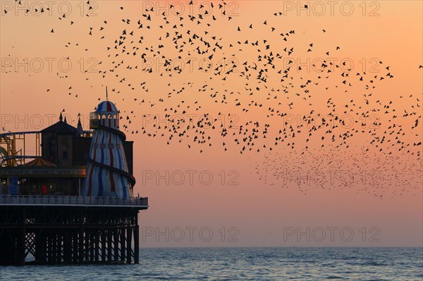 Common common starling