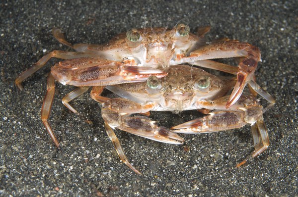 Blue Swimming Crab