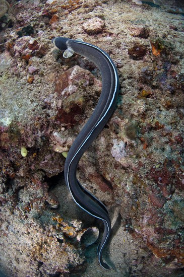 Adult dark-shouldered snake eel