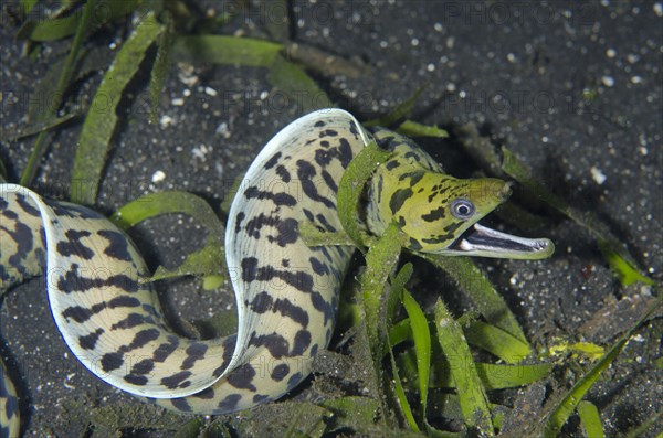 Fimbriated Moray