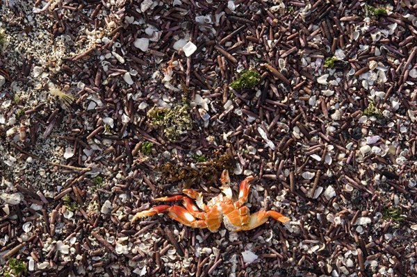 Sea urchin spines and dead crab