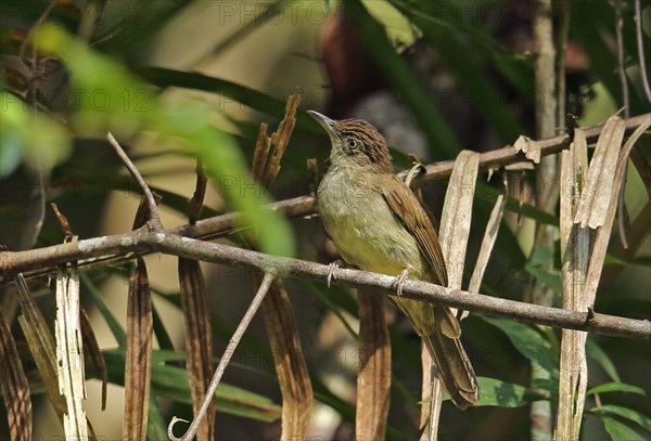 Buff-vented Bulbul