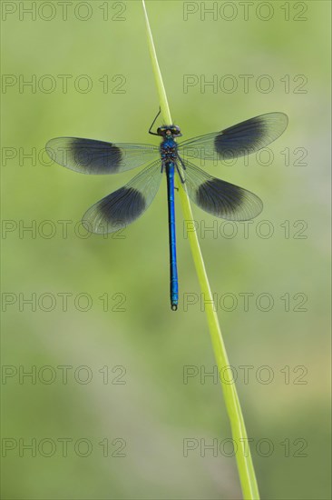 Banded Demoiselle