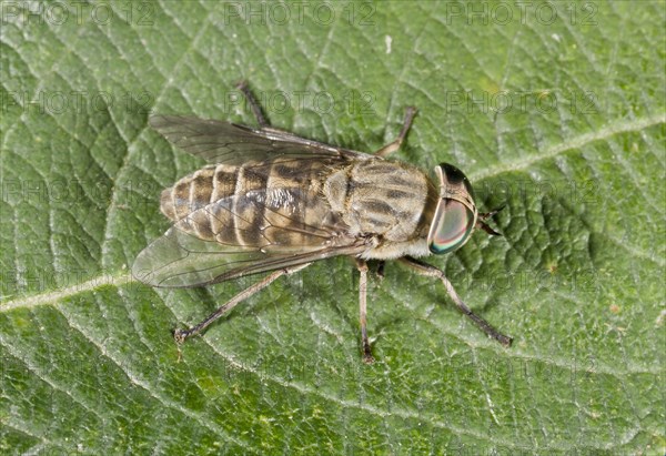Common gadfly