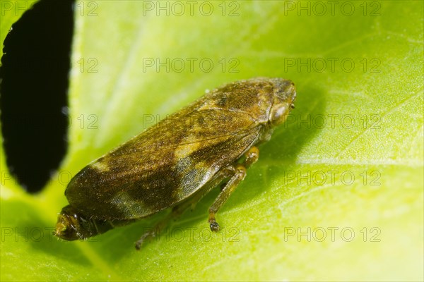 Common Froghopper