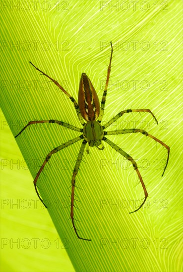 Madagascar Lynx Spider