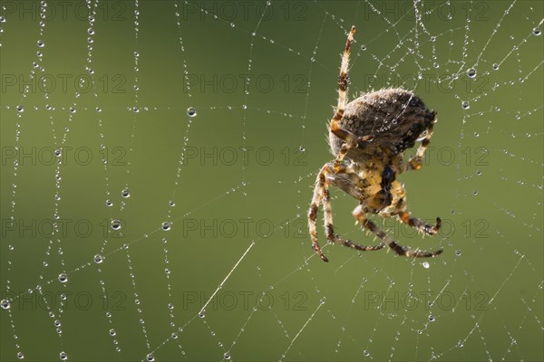 Garden Orb Spider