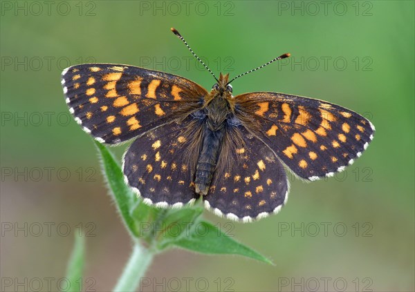 False heath fritillary