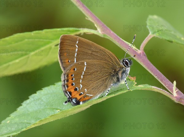 Black hairstreak