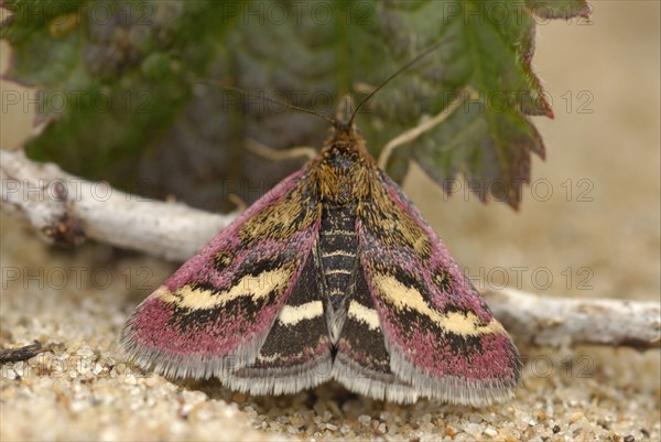 Dark Purple Mint Moth